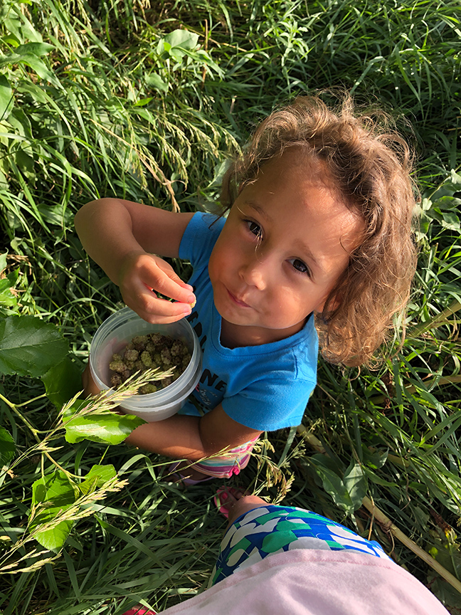 Picking Mulberries